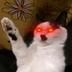 CATDOLF•KITLER logo