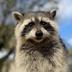 FRED•THE•RACCOON logo