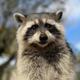 FRED•THE•RACCOON logo