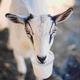 HOW•TO•MILK•A•GOAT logo