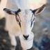 HOW•TO•MILK•A•GOAT logo