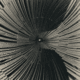 TIMESTAMPS•CHIAMPO•V logo