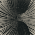 TIMESTAMPS•CHIAMPO•V logo