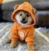 DOG•GO•TO•MOON logo