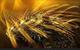 BITCOIN•REBORN logo