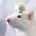 PYTHIA•AI•RAT logo