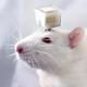 PYTHIA•AI•RAT logo