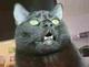 BINX•HELL•MONEY•CAT logo