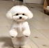 Puppi logo