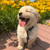 Sunpup logo