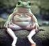 Tron Funny Frog logo