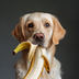 BananaDog logo