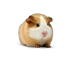 SUNPIG logo