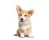 DOG IS POWER logo