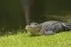 Crocodile logo
