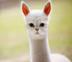 Alpaca Cat logo