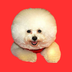 Small Face Dog logo