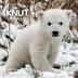 KNUT logo