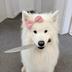 Cute and Dangerous logo