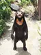 SUNBEAR logo