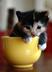 Cupcat logo