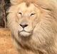 lion logo