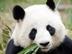 pandas logo