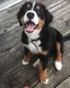 tronny logo