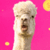 Pinku Lama logo