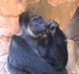 Ape flip logo