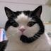 Tron Support Cat logo