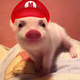 TINY PIGY logo