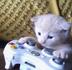 Gamer cat logo