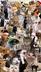 everycat⠀⠀⠀⠀⠀⠀⠀⠀⠀⠀⠀⠀⠀⠀⠀⠀⠀⠀⠀⠀⠀⠀⠀⠀⠀⠀⠀⠀⠀⠀⠀⠀⠀⠀⠀⠀⠀BaQZDN7WMQhnXobYuF5AuqvtA6s4F9DXHsQXcpaGpump logo