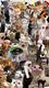 everycat⠀⠀⠀⠀⠀⠀⠀⠀⠀⠀⠀⠀⠀⠀⠀⠀⠀⠀⠀⠀⠀⠀⠀⠀⠀⠀⠀⠀⠀⠀⠀⠀⠀⠀⠀⠀⠀BaQZDN7WMQhnXobYuF5AuqvtA6s4F9DXHsQXcpaGpump logo