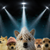 Make Dogs Memeable Again logo