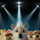 Make Dogs Memeable Again logo