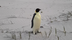 Penguin James Cook logo