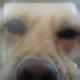 Xbox Dog logo