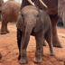 Sheldrick Baby Elephant logo