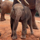 Sheldrick Baby Elephant logo