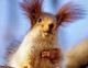 squirrel logo