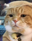 Trump Cat logo