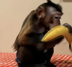 Monkey Wif Banana logo