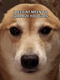 New Tiktok Doge logo
