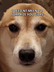 New Tiktok Doge logo