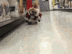 Santa Dog logo