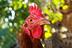 EYE OF CHICKEN logo