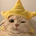 A2GHnfpZvyeZX5Pr63jdMmo9uYbpaaKqHHuPD5xD2n6v / STAR CAT logo