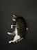 Misty The Old Deaf Cat logo